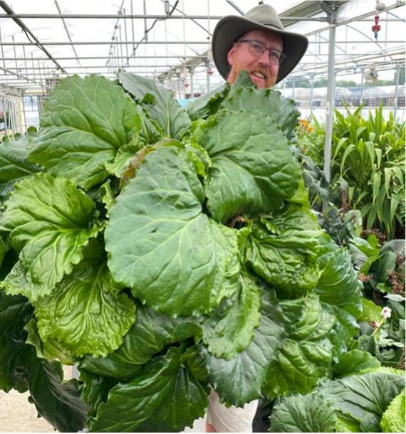 BERGENIA RIPPLE EFFECT®