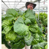 BERGENIA RIPPLE EFFECT®