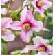 SERINGAT PETITE PERFUME PINK®