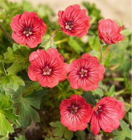 GÉRANIUM JOLLY® JEWEL SALMON