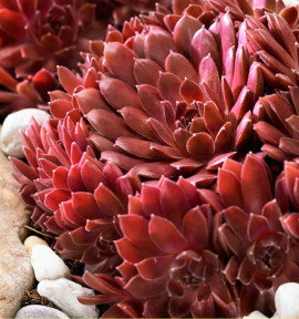SEMPERVIVUM COLOROCKZ® CORAL RED