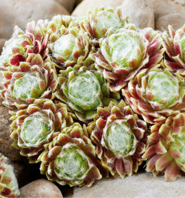 SEMPERVIVUM COLOROCKZ® LEMON FLARE