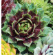 SEMPERVIVUM CHICK CHARMS® CRANBERRY COCKTAIL