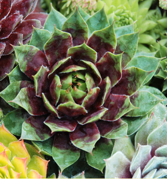 SEMPERVIVUM CHICK CHARMS® CRANBERRY COCKTAIL