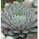 SEMPERVIVUM CHICK CHARMS® BERRY BLUES