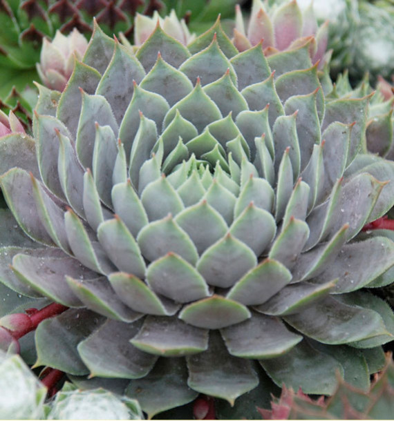 SEMPERVIVUM CHICK CHARMS® BERRY BLUES