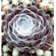 SEMPERVIVUM CHICK CHARMS® COTTON CANDY
