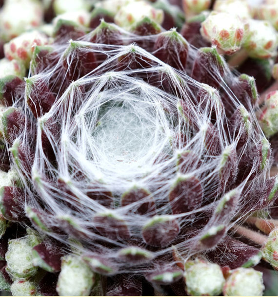 SEMPERVIVUM CHICK CHARMS® COTTON CANDY