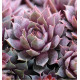 SEMPERVIVUM CHICK CHARMS® PLUM PARFAIT