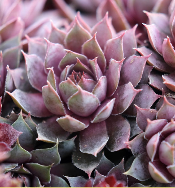 SEMPERVIVUM CHICK CHARMS® PLUM PARFAIT