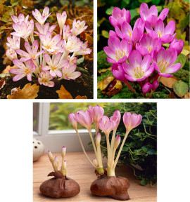 3 COLCHIQUES D'AUTOMNE: 1 COLCHIQUE THE GIANT + 1 COLCHIQUE SPECIOSUM + 1 CILICICUM)