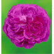ROSIER REINE DES VIOLETTES