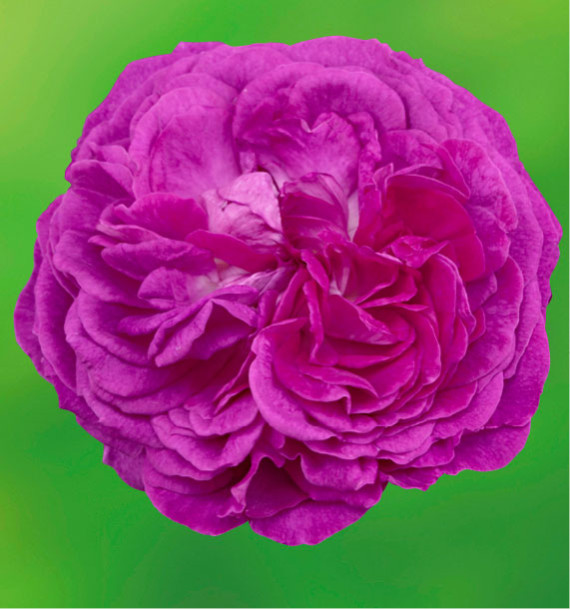 ROSIER REINE DES VIOLETTES