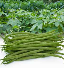 HARICOT NAIN à FILET PONGO