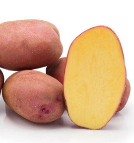 POMME DE TERRE CAMEL