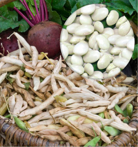 HARICOT A RAMES A ECOSSER MAIS TYPE TARBAIS