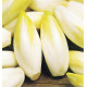 ENDIVE ATLAS F1 (Chicorée Witloof)