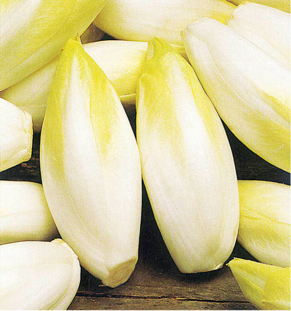 ENDIVE ATLAS F1 (Chicorée Witloof)