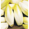 ENDIVE ATLAS F1 (Chicorée Witloof)