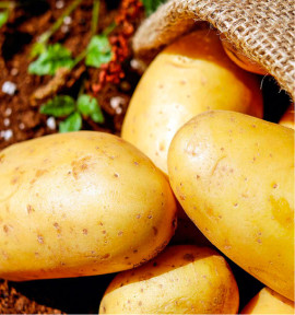 POMME DE TERRE VALENCIA