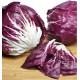 CHICOREE SAUVAGE ROUGE DE VERONE