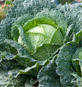 CHOU DE MILAN D'AUBERVILLIERS