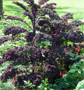 CHOU FRISE SCARLET (CHOU KALE)