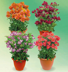 COLIBRIANT 4 ALSTROEMÈRES ROYALES : 1 HENRI + 1 VALENTINE + 1 ELISABETH + GEORGES V