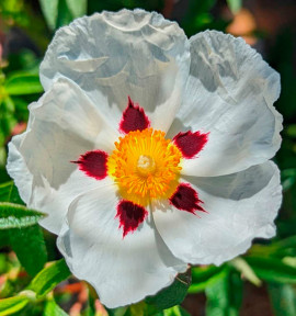 CISTUS x PURPUREUS 'ALAN FRADD'