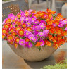 DELOSPERMA OCEAN SUNSET® 1 ORANGE VIBE + 1 VIOLET