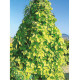 HOUBLON DORE