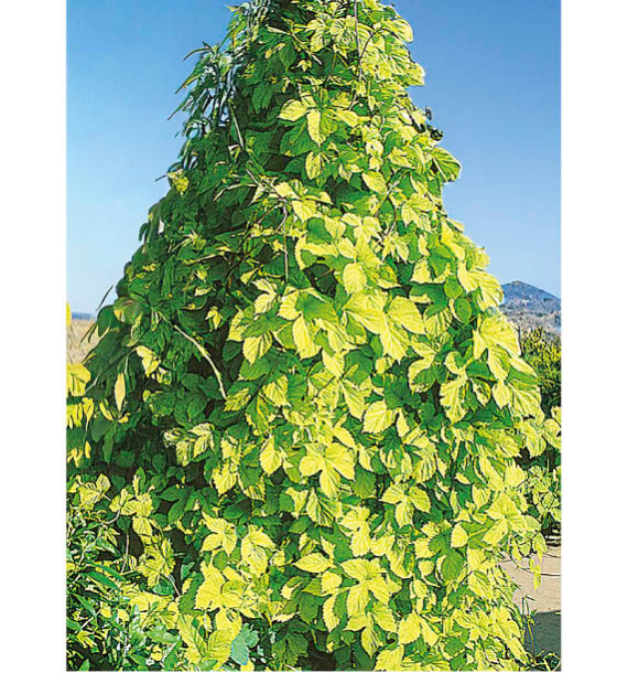 HOUBLON DORE, plante en ligne