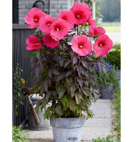 HIBISCUS MOSCHEUTOS CAROUSEL® PINK PASSION