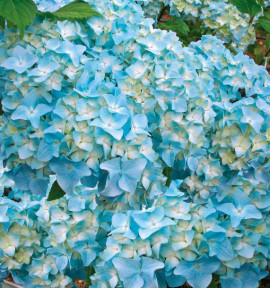 HORTENSIA NIKKO BLUE