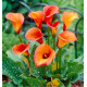 CALLA SUNSET PASSION