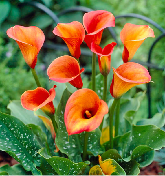 CALLA SUNSET PASSION