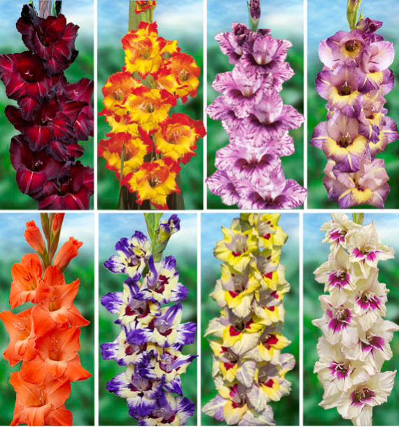 COLIBRIANT 64 GLAIEULS GEANTS