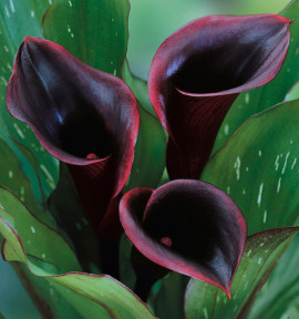 CALLA ODESSA