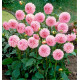 DAHLIA POMPON STOLZE VON BERLIN