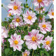 DAHLIA GEANT ICARE