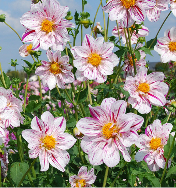 DAHLIA GEANT ICARE