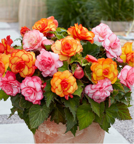 BÉGONIA PICOTEE EN MÉLANGE