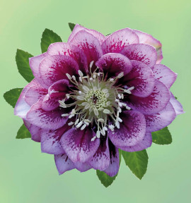 HELLEBORE DOUBLE ELLEN® SPOTTED SHADES