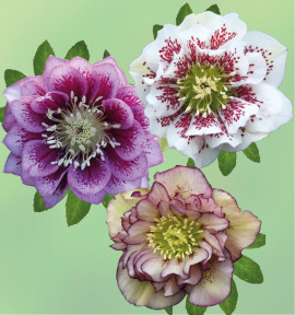 COLIBRIANT 3 HELLEBORES DOUBLES ELLEN® : 1 WHITE SPOTTED + 1 SPOTTED SHADES + 1 PICOTEE