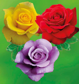 COLIBRIANT 3 ROSIERS BUISSONS : 1 GOLDSTAR + 1 BLUE MOON + 1 PARFUM MAGIQUE