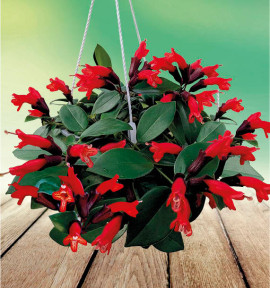 AESCHYNANTHUS MONA LISA