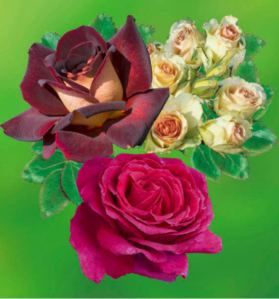 COLIBRIANT 3 ROSIERS BUISSONS : 1 EDDY MITCHELL + 1 GRETA + 1 ORIENT