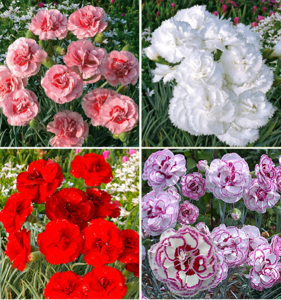 COLIBRIANT 4 OEILLETS ANGLAIS : 1 DORIS + 1 BLANCHE D’ANJOU + 1 LADY IN RED + 1 GRAN’S FAVOURITE