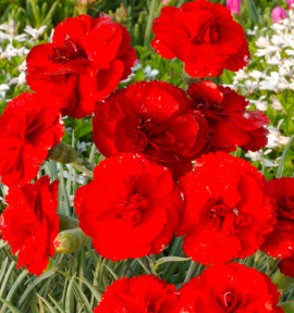 OEILLET ANGLAIS LADY IN RED