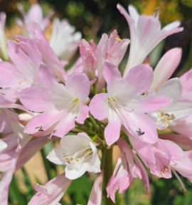 AGAPANTHE BLUSH PINK